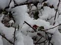 Snow 13 A Very Berry Christmas